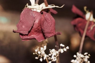Close-up of flowers blooming outdoors