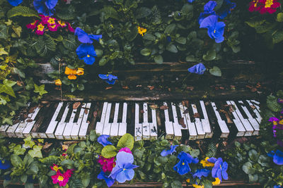 Blue flowers and people on plant