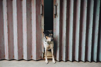 Dog standing between doors