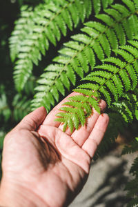 Close-up of hand holding leaf