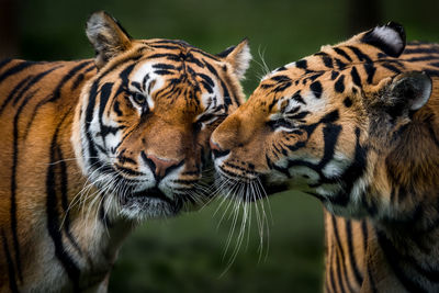 Close-up portrait of tigers
