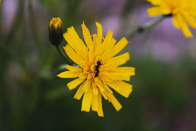 Close-up of bee pollinating on yellow flower