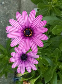 Close-up of pink flower