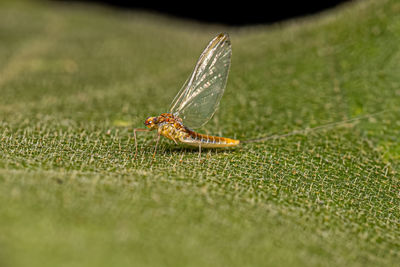 Close-up of insect on grass