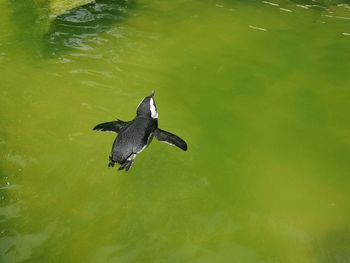 High angle view of bird flying over lake