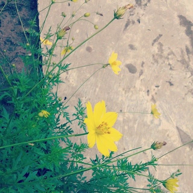 yellow, leaf, high angle view, flower, plant, growth, nature, day, fragility, no people, outdoors, close-up, sunlight, green color, wall - building feature, stem, freshness, petal, growing, autumn