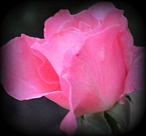 Close-up of pink rose