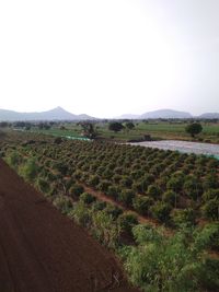 Scenic view of field against clear sky