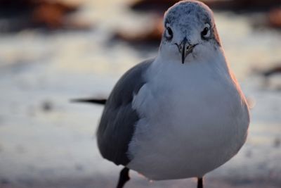 Close-up of bird perching outdoors