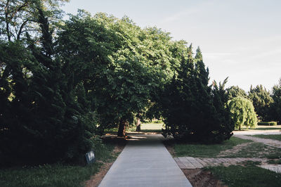 Footpath amidst trees in park