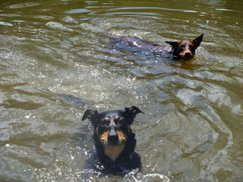 High angle view of dog swimming in water