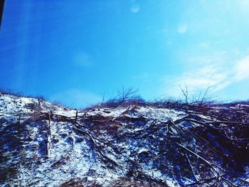 Low angle view of trees against blue sky