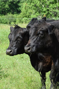 Black horse in a field