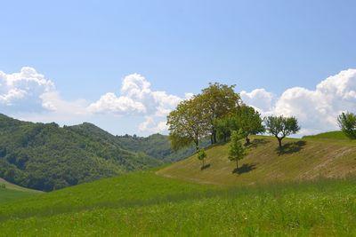 Trees on field against sky