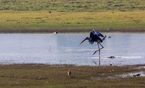 Bird flying over a lake