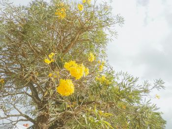 Close-up of yellow flowers against sky