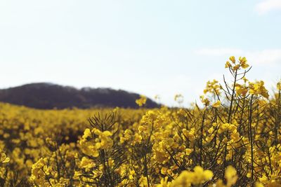 Close-up of fresh yellow flowers blooming in field against clear sky