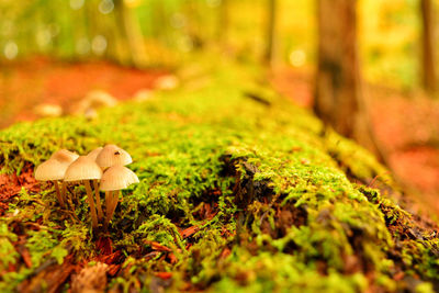 Close-up of mushroom growing on land