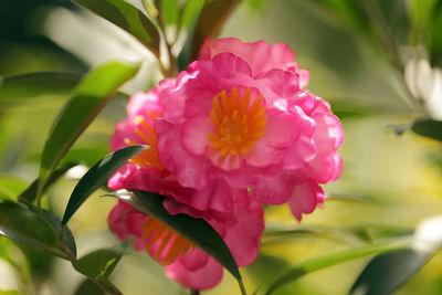 Close-up of pink flowering plant