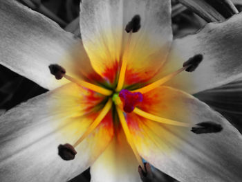 Close-up of yellow flower
