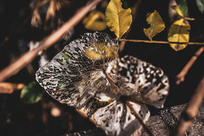 Close-up of dried leaves 