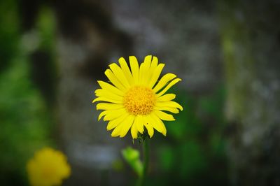 Close-up of yellow flower