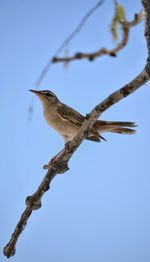 Low angle view of bird perching on branch against blue sky