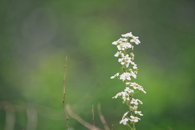 Close-up of white flowering plant