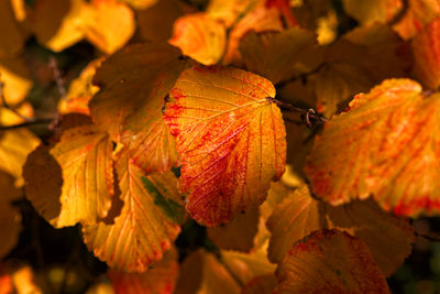 Close-up of brightly coloured lesves