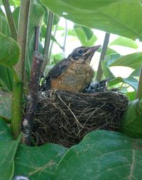 Close-up of bird perching on tree