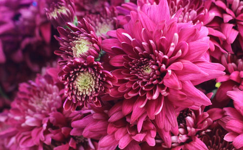 Close-up of pink dahlia