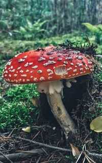 Close-up of mushroom on field in forest