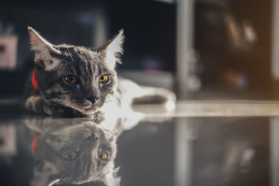 Close-up portrait of cat lying on floor at home