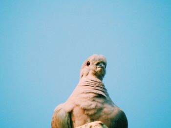 Low angle view of birds against clear blue sky