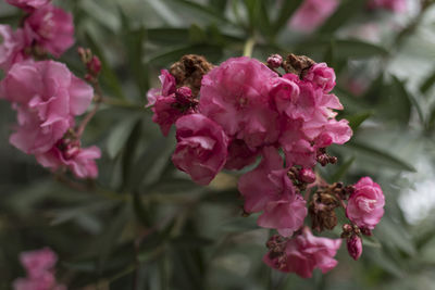 Close-up of pink flowering plant