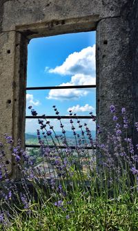 Plants against cloudy sky