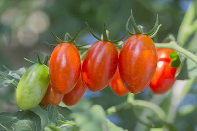 Close-up of cherries on plant