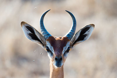 Close-up portrait of a gazelle