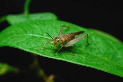 Close-up of insect on leaf