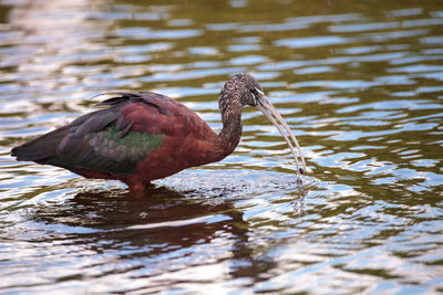 Glossy ibis plegadis falcinellus wades through a marsh and forages for food in the myakka river 