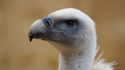 Close-up of a bird