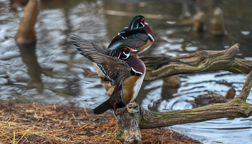 Ducks flapping in the winds on a pond