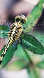 Close-up of dragonfly on plant