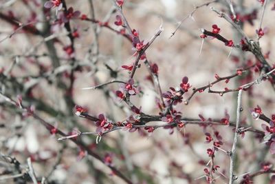 Close-up of cherry blossom