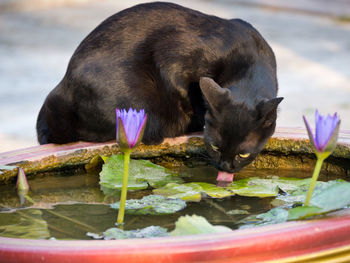 Close-up of cat drinking water