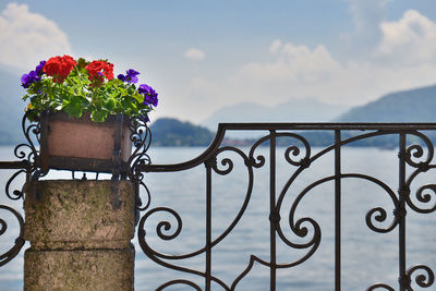 Close-up of flowering plant on railing against sea