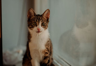 Close-up portrait of cat