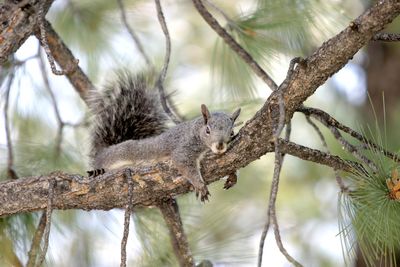 Close-up of squirrel on tree