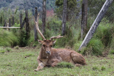 Close-up photo of deer