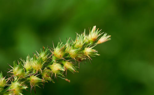 Close-up of flower buds